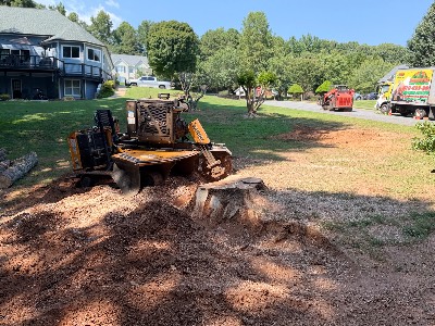 Alexander's Stump Grinding project photo 1
