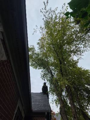 Lorenzo's Tree Services job photo 17