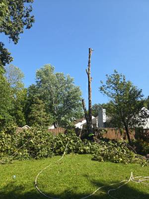Lorenzo's Tree Services job photo 14