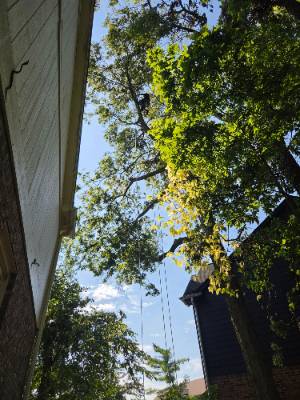 Lorenzo's Tree Services job photo 13