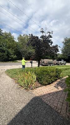 Lorenzo's Tree Services job photo 9