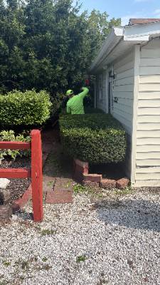 Lorenzo's Tree Services job photo 7