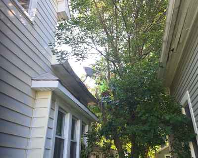 Lorenzo's Tree Services job photo 6