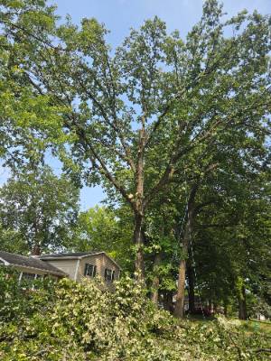 Lorenzo's Tree Services job photo 4