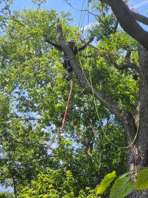 Lorenzo's Tree Services job photo 3