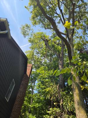 Lorenzo's Tree Services job photo 2