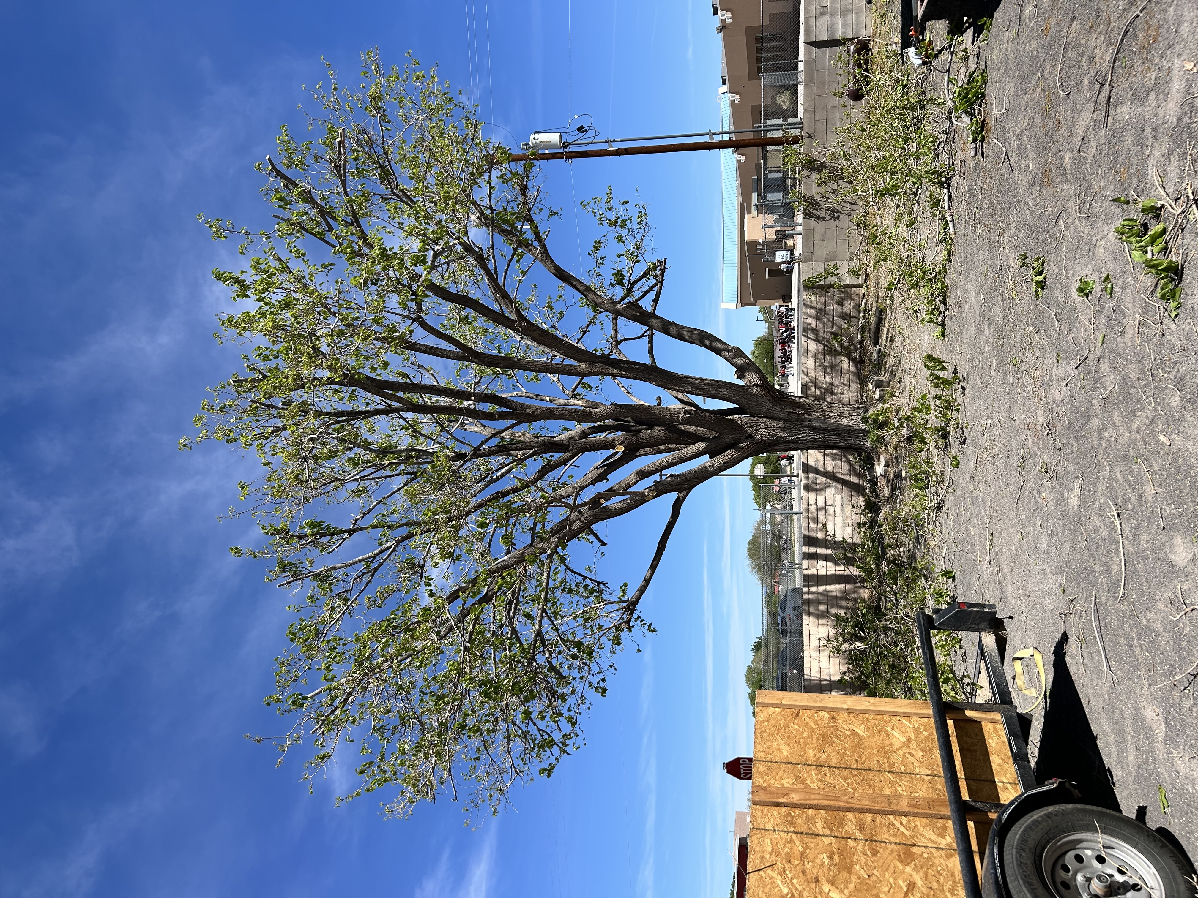 Object Topping Tree Topping | Hugo Man Trees Services