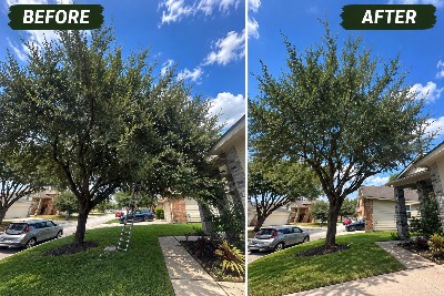 Medina Tree Experts project photo 5