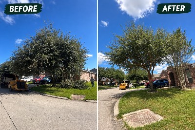 Medina Tree Experts project photo 4