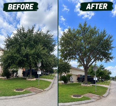 Medina Tree Experts project photo 2