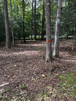 [object Object] work by Phillip Tree Service & Landscaping — photo 6 of 6