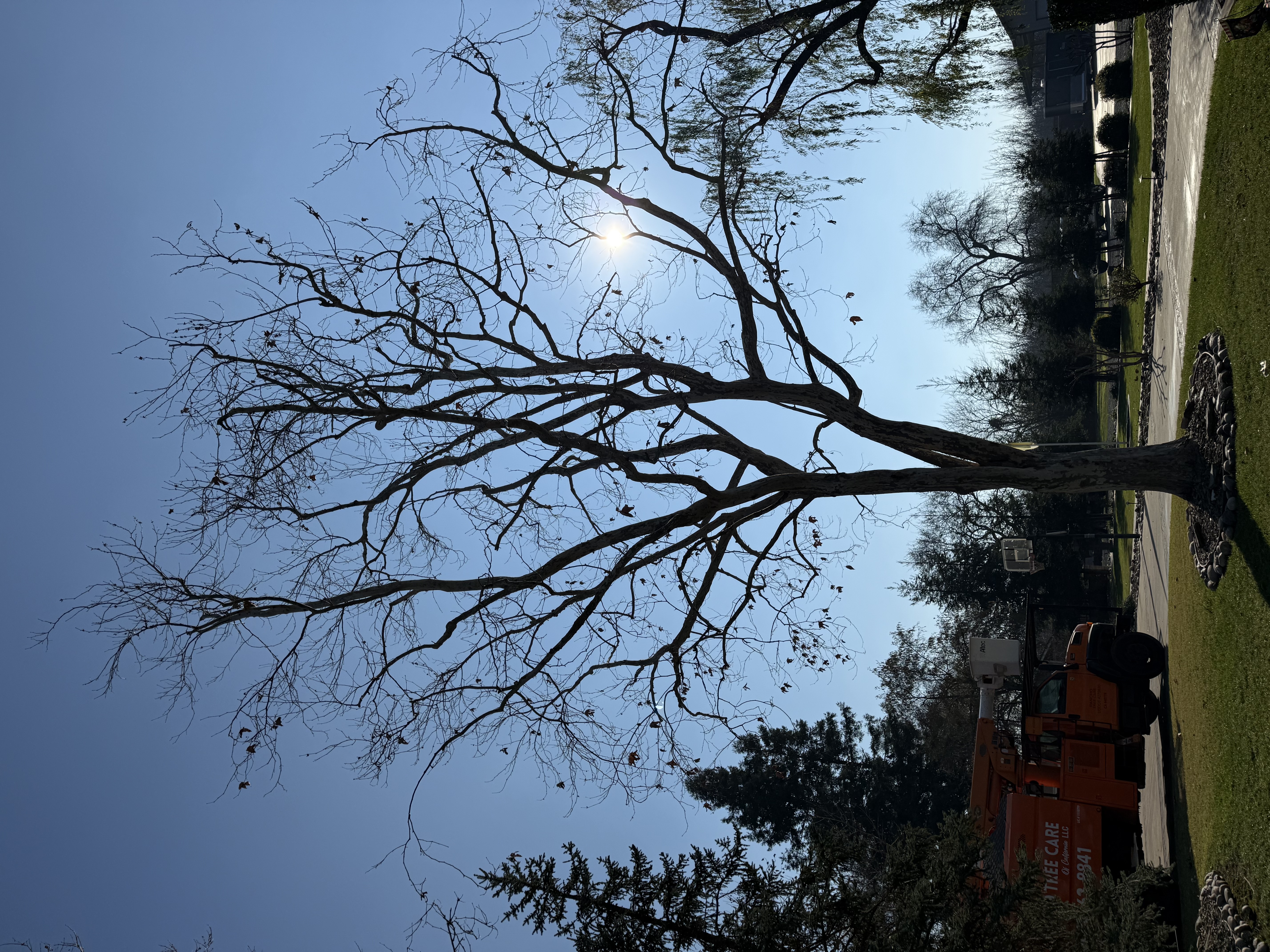 Land Clearing