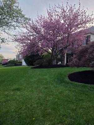 Fence and landscaping project photo 16
