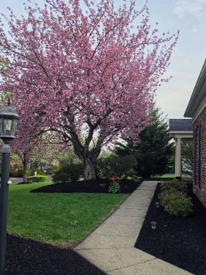 Fence and landscaping project photo 14