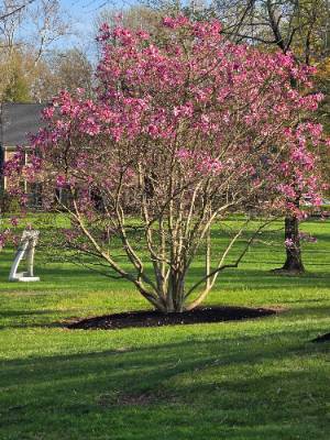 Fence and landscaping project photo 10