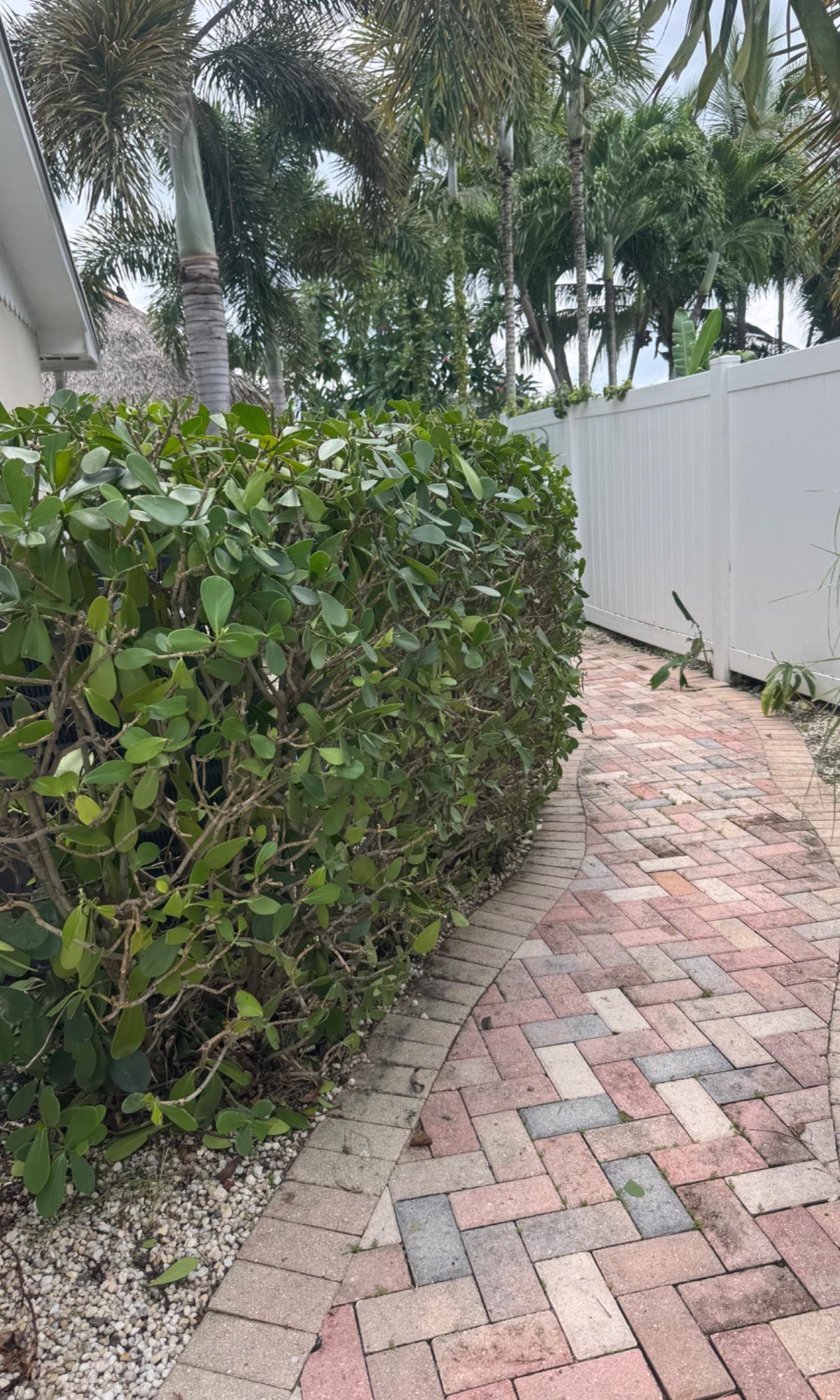 Trimmed hedge along a brick paver walkway at a West Palm Beach home