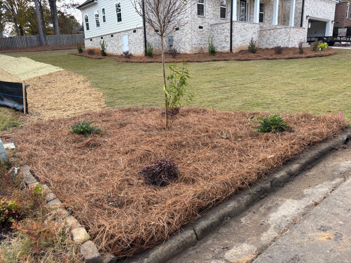 Pine Straw Installation