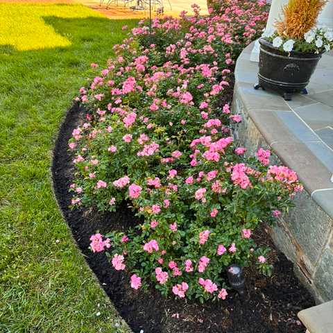 Flower Planting