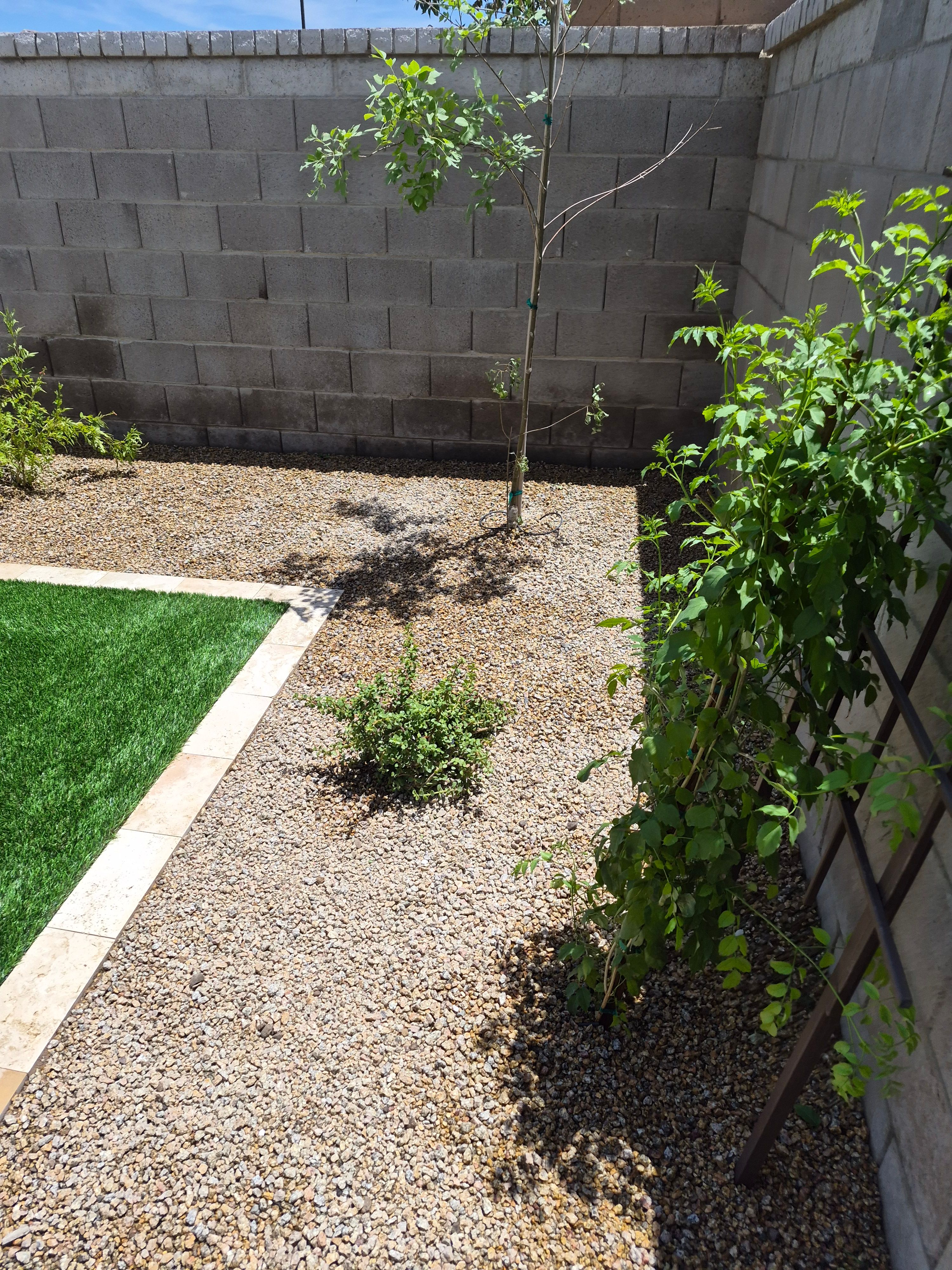 Trees, Plants & Desert Landscaping