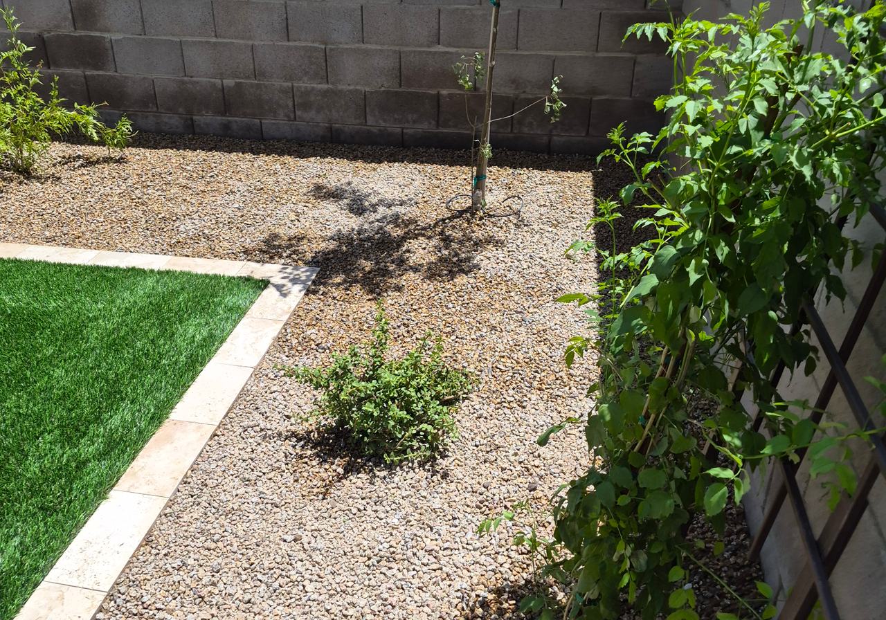 Trees, Plants & Desert Landscaping