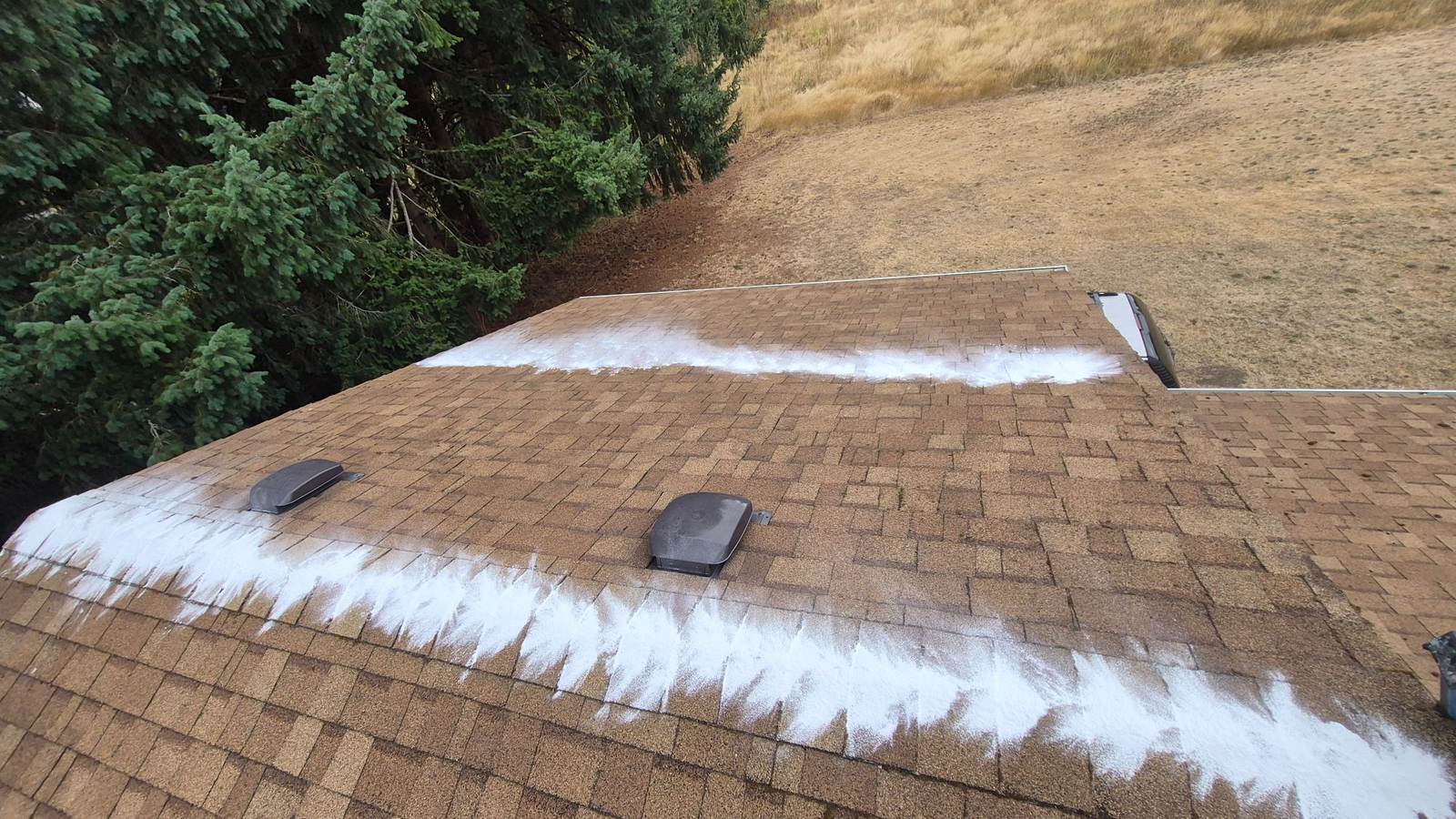 Roof Moss in Olympia: Why It Matters and How We Get Rid of It