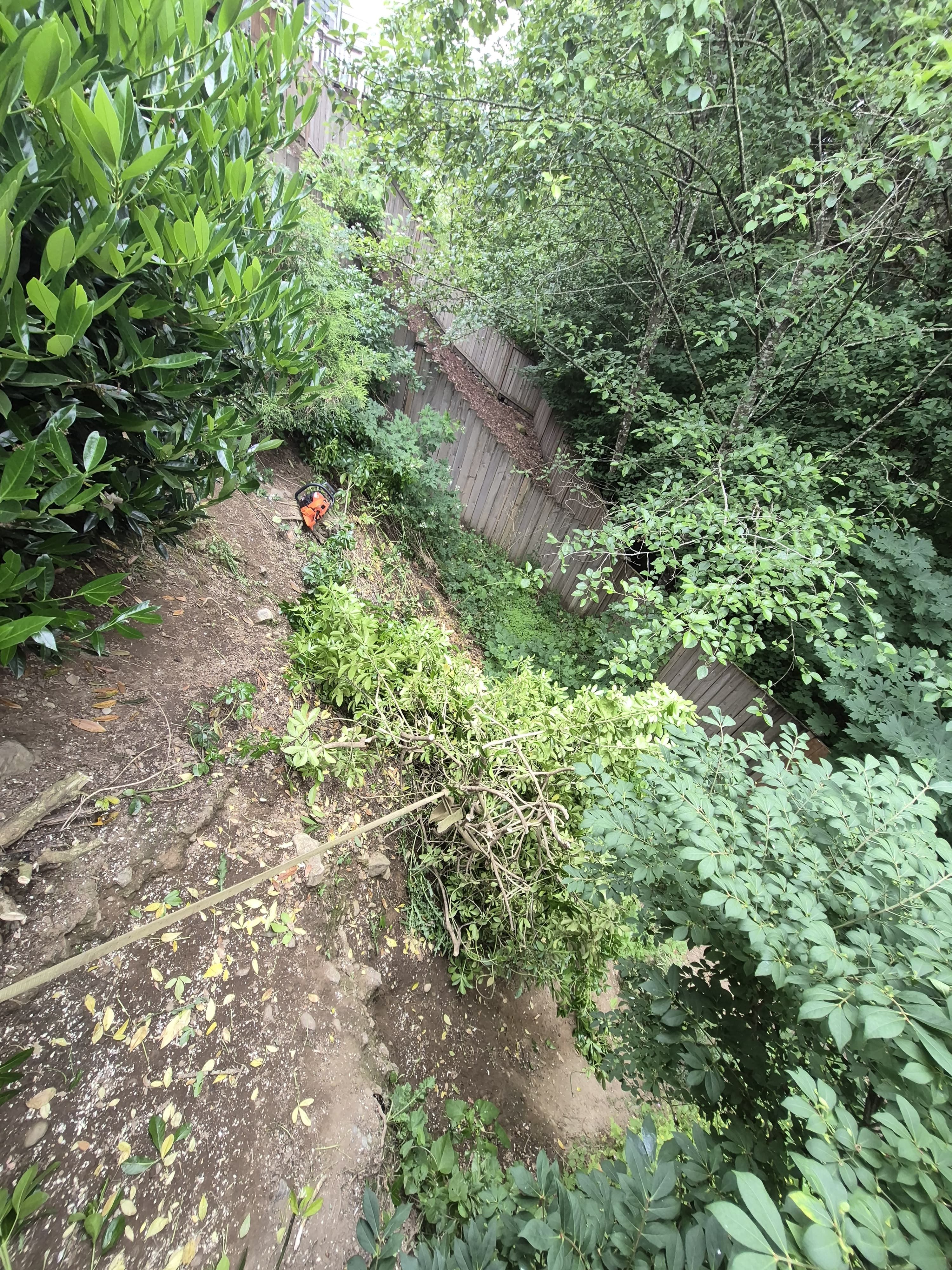 Yard Cleanup & Brush Clearing