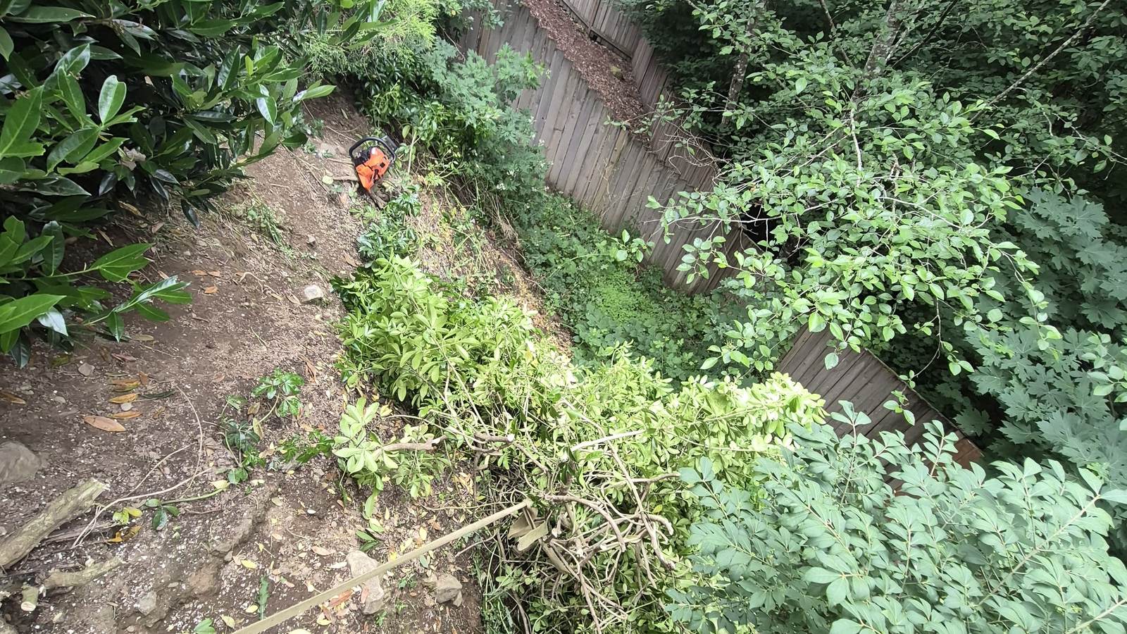 Yard Cleanup & Brush Clearing