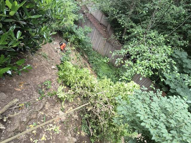 Yard Cleanup & Brush Clearing