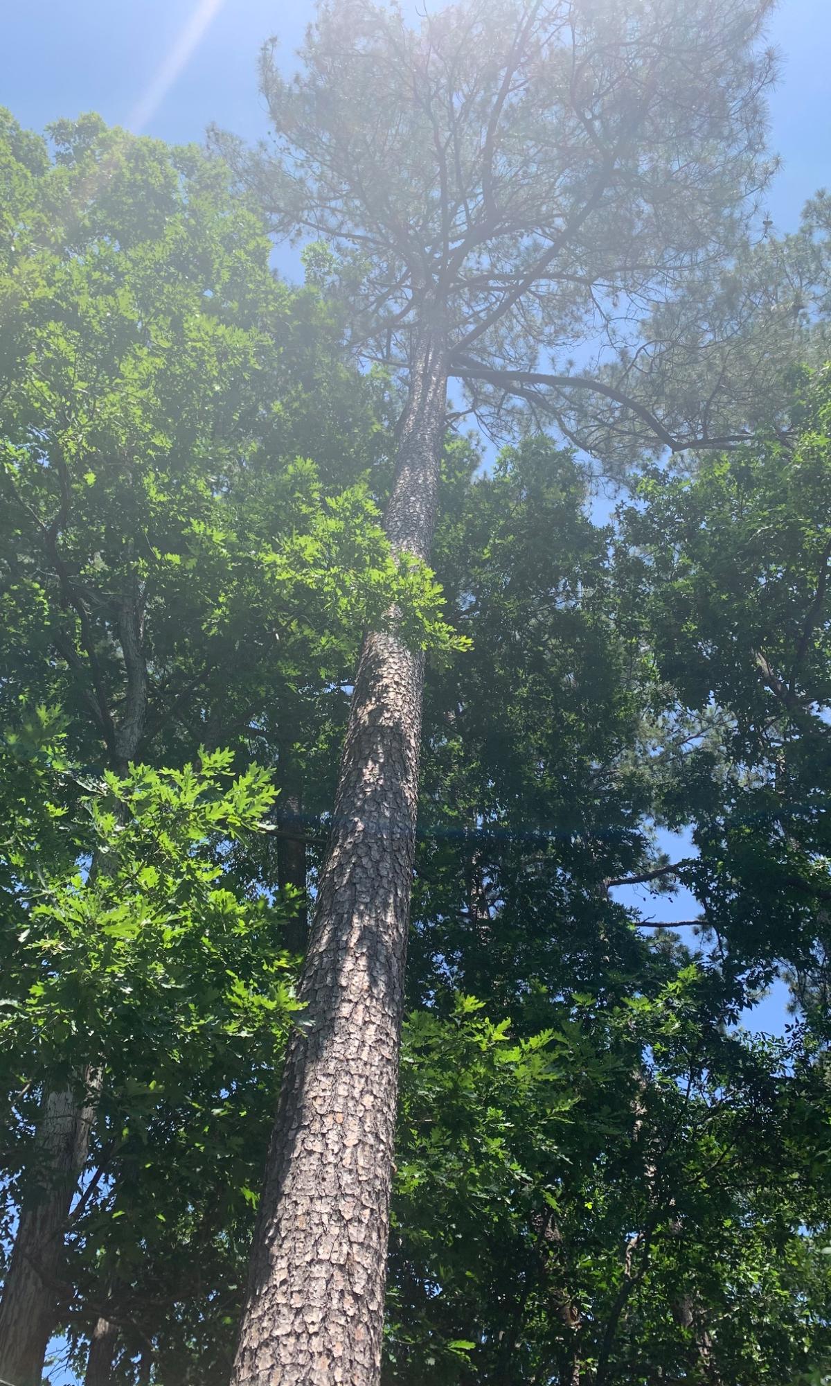 Tree Service