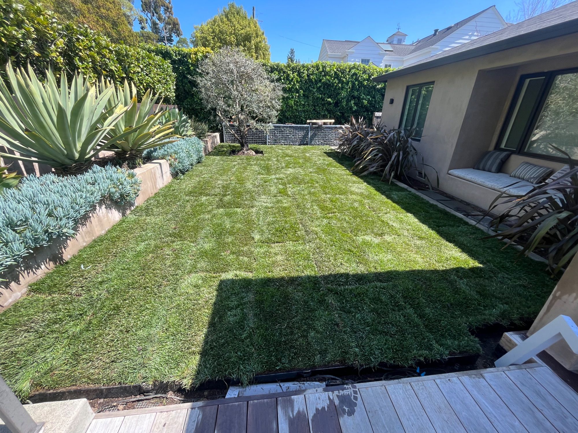 A rear garden with a fresh lawn, clipped hedging, and a succulent border along the terrace