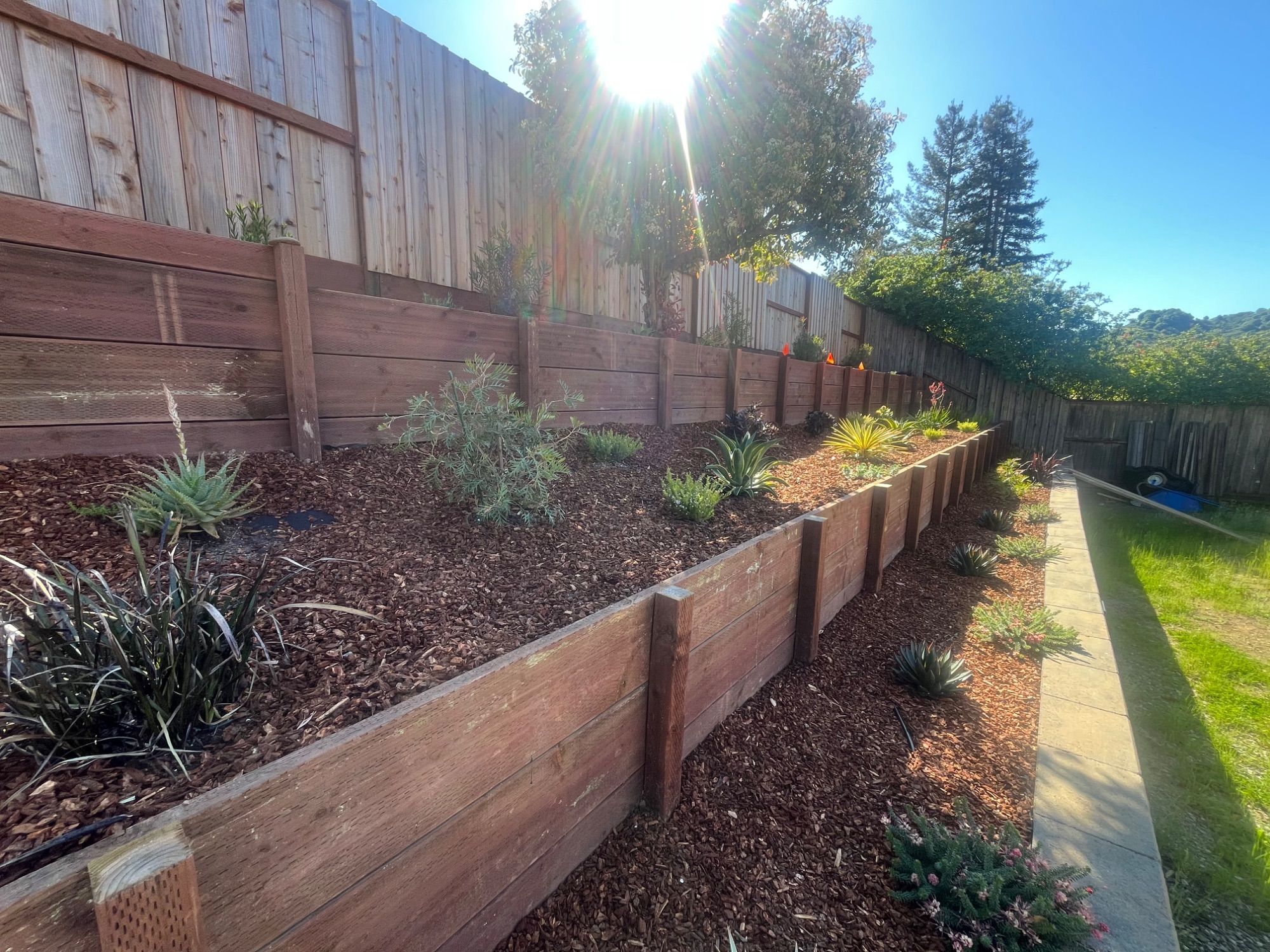 A timber retaining wall with newly planted grasses and shrubs bedded into bark mulch