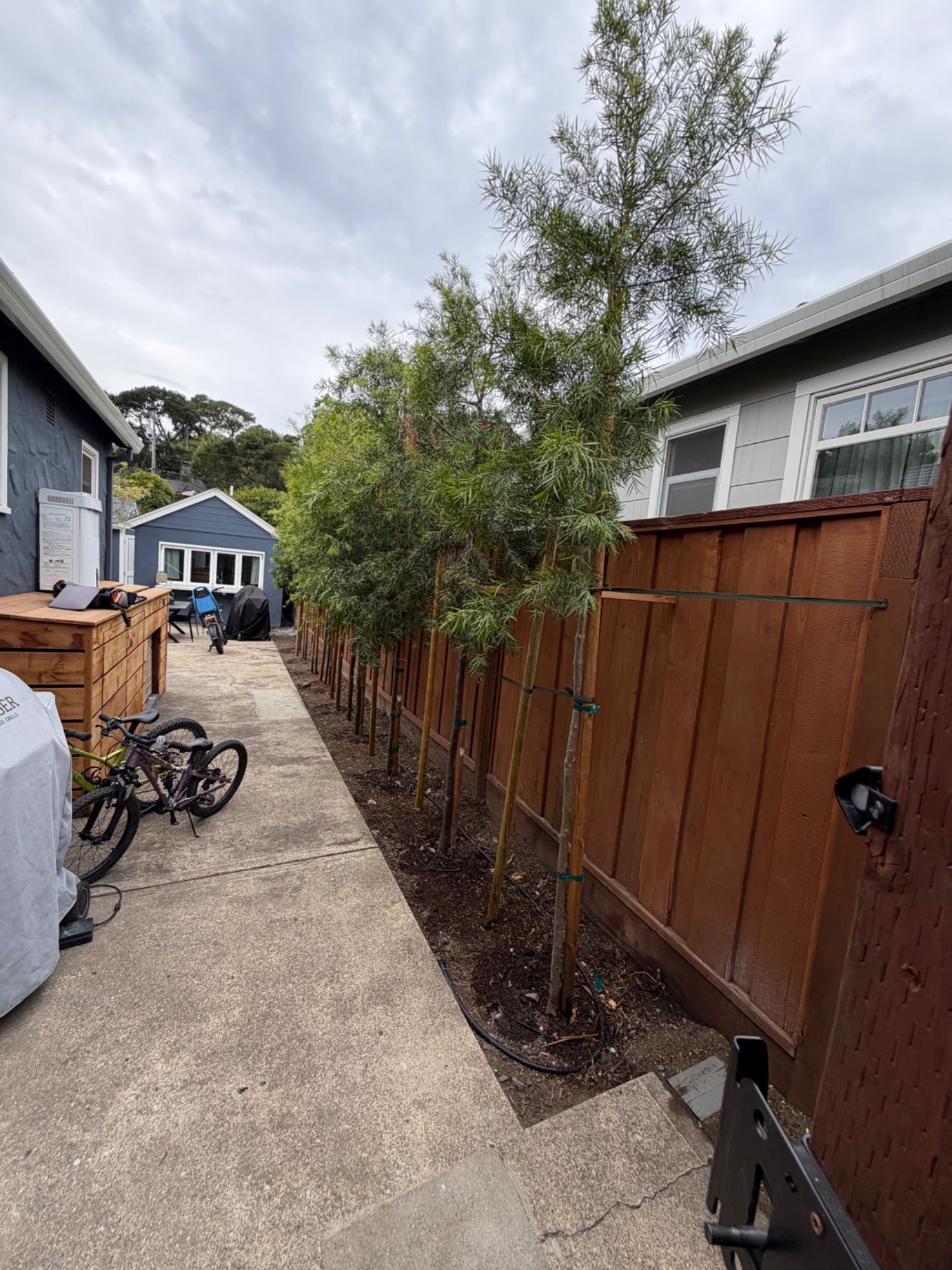 A row of newly planted screening trees running down a side yard beside a new redwood fence