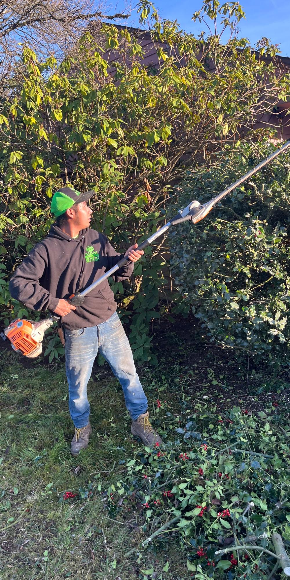 M&M Landscaping crew member trimming a tall hedge with a pole trimmer