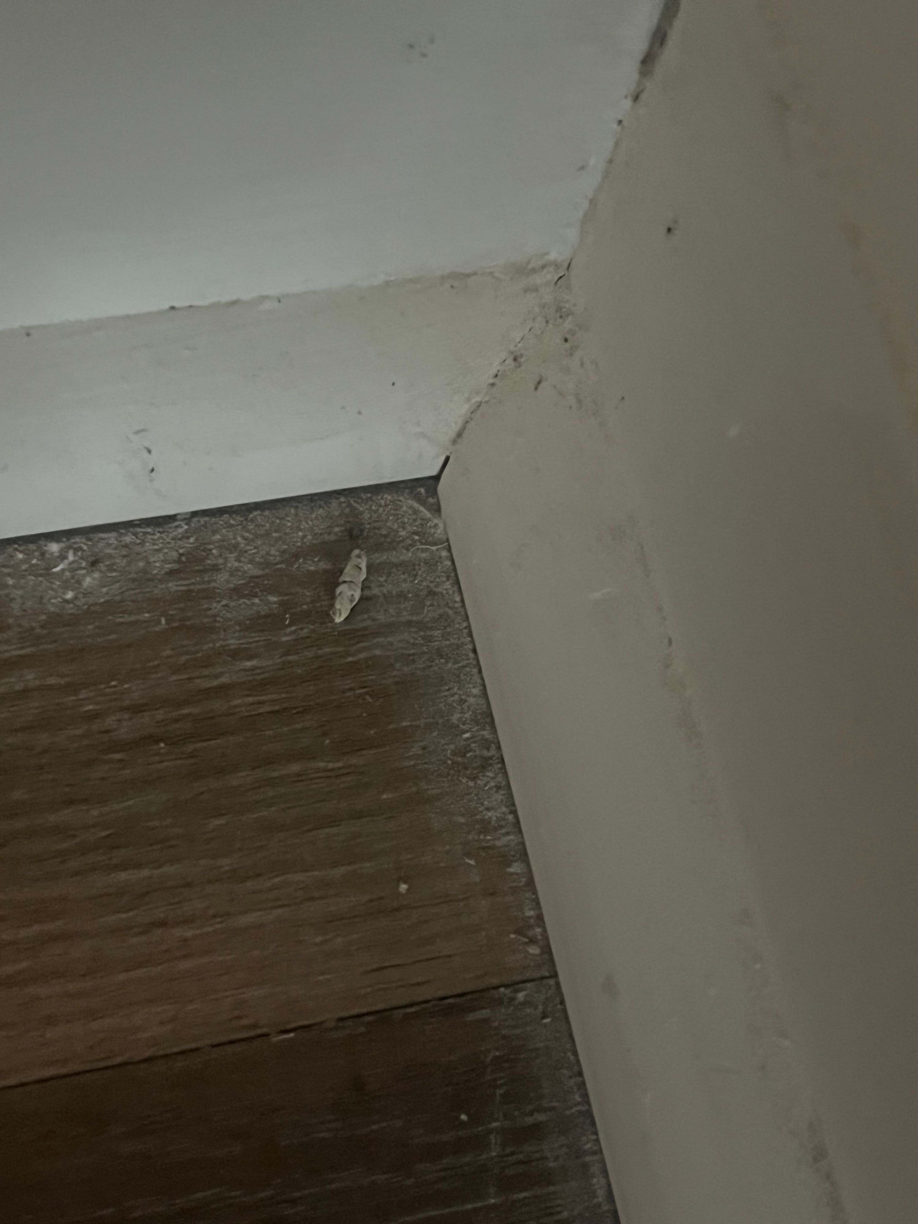 Sandy's Cleaning Services project photo 12