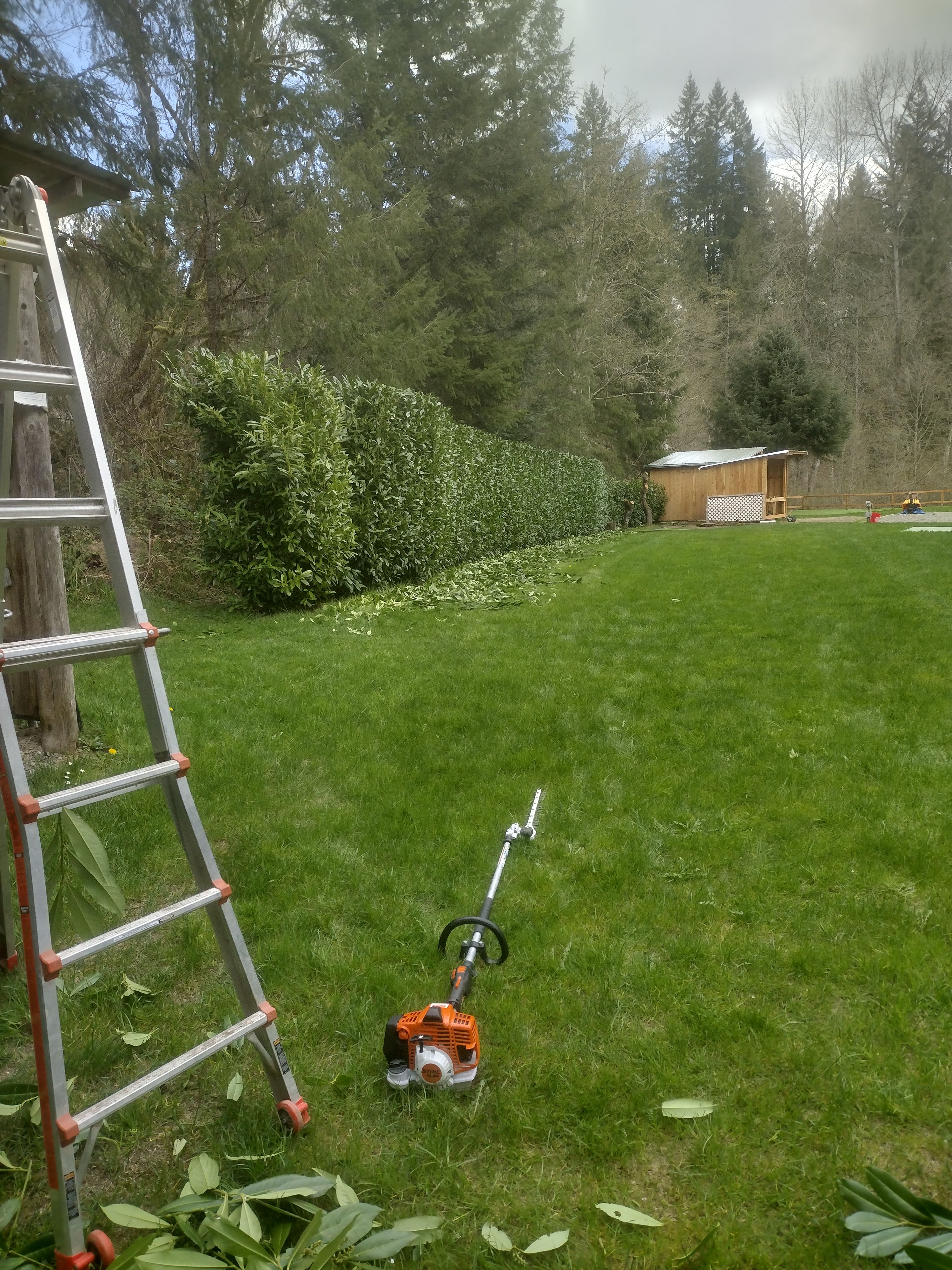 Tall laurel hedge trimmed straight and level