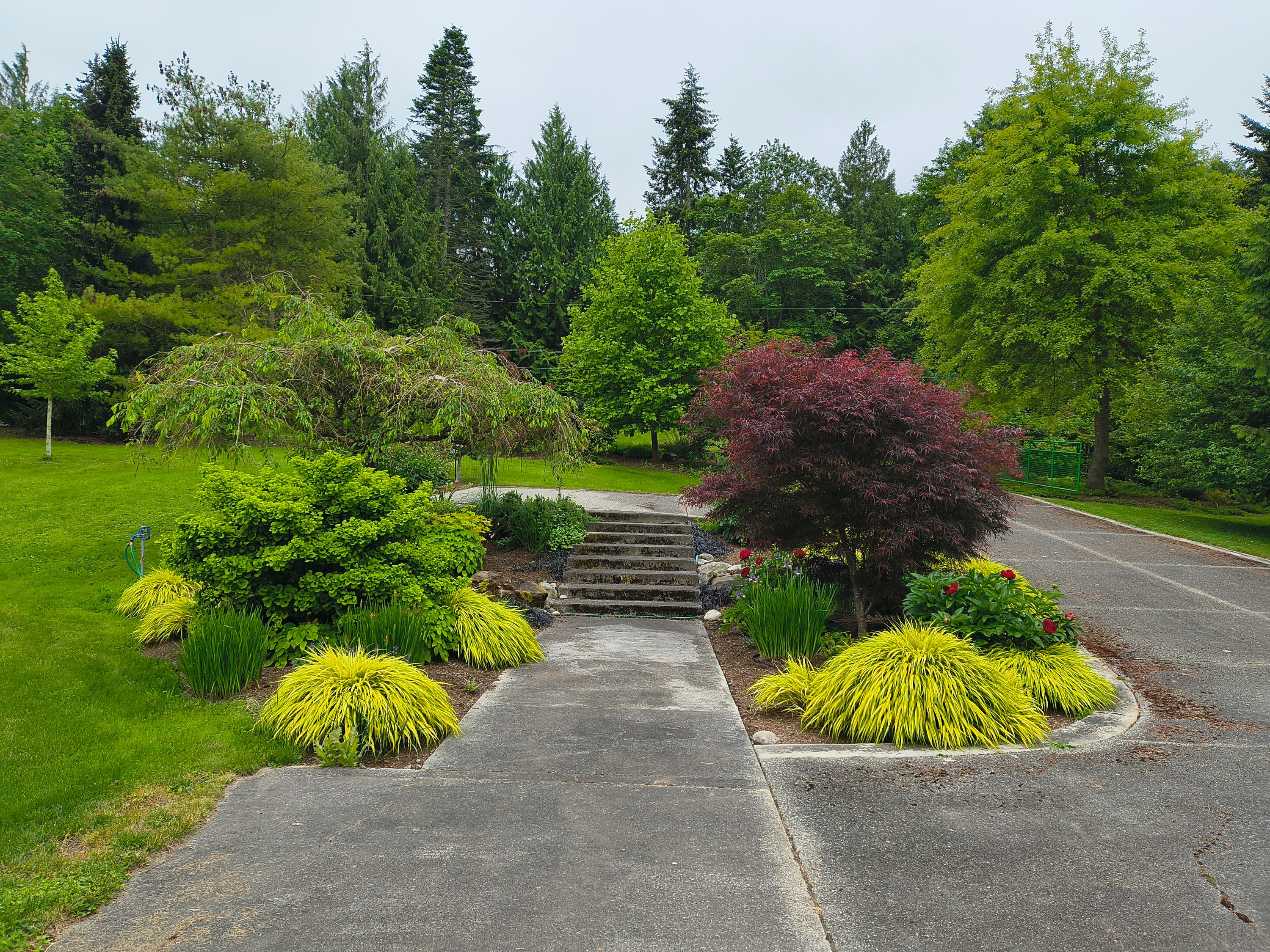 Mature landscaped garden with concrete steps and shaped plantings