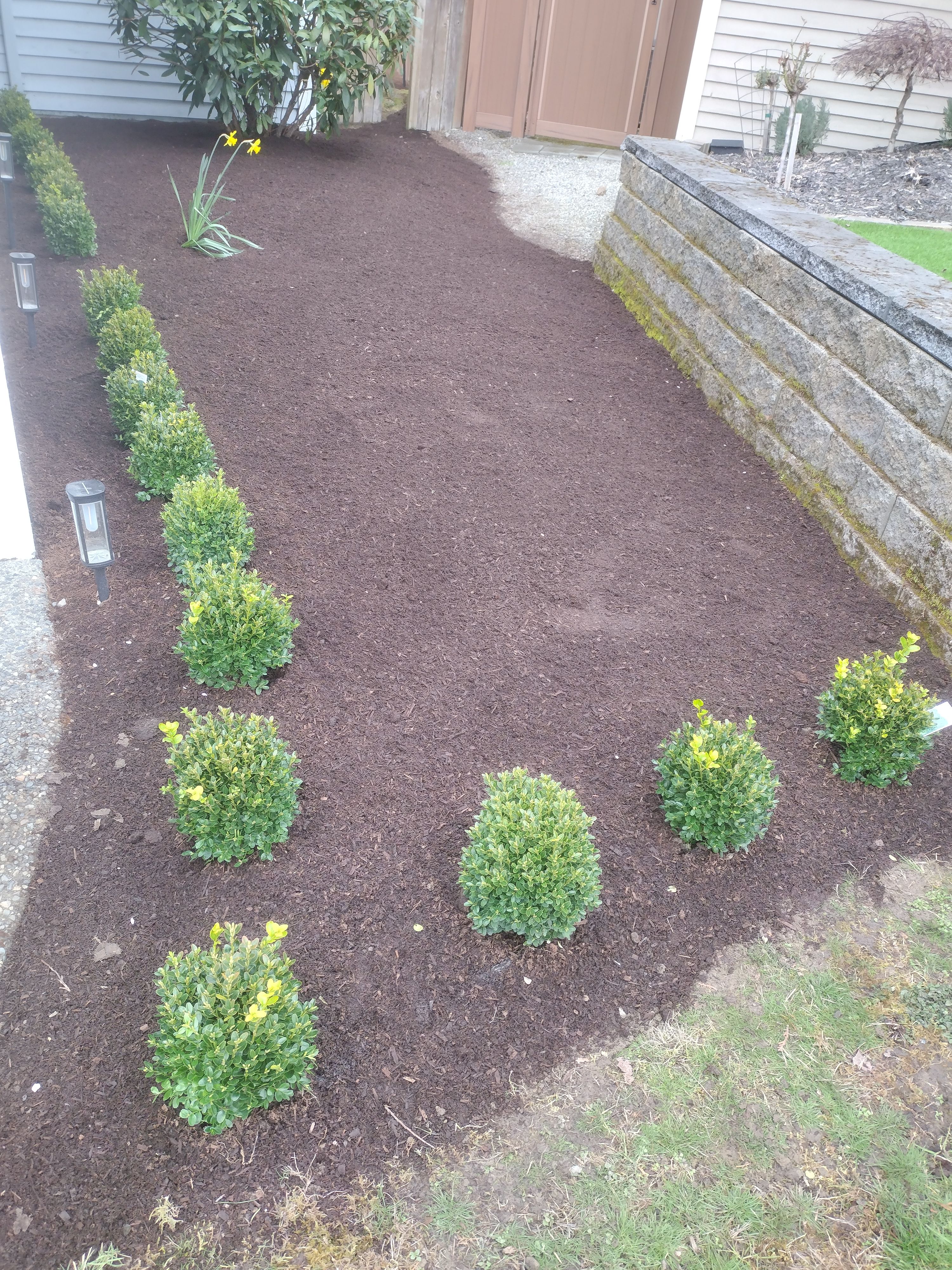 Boxwood shrubs planted in fresh bark along a rock wall