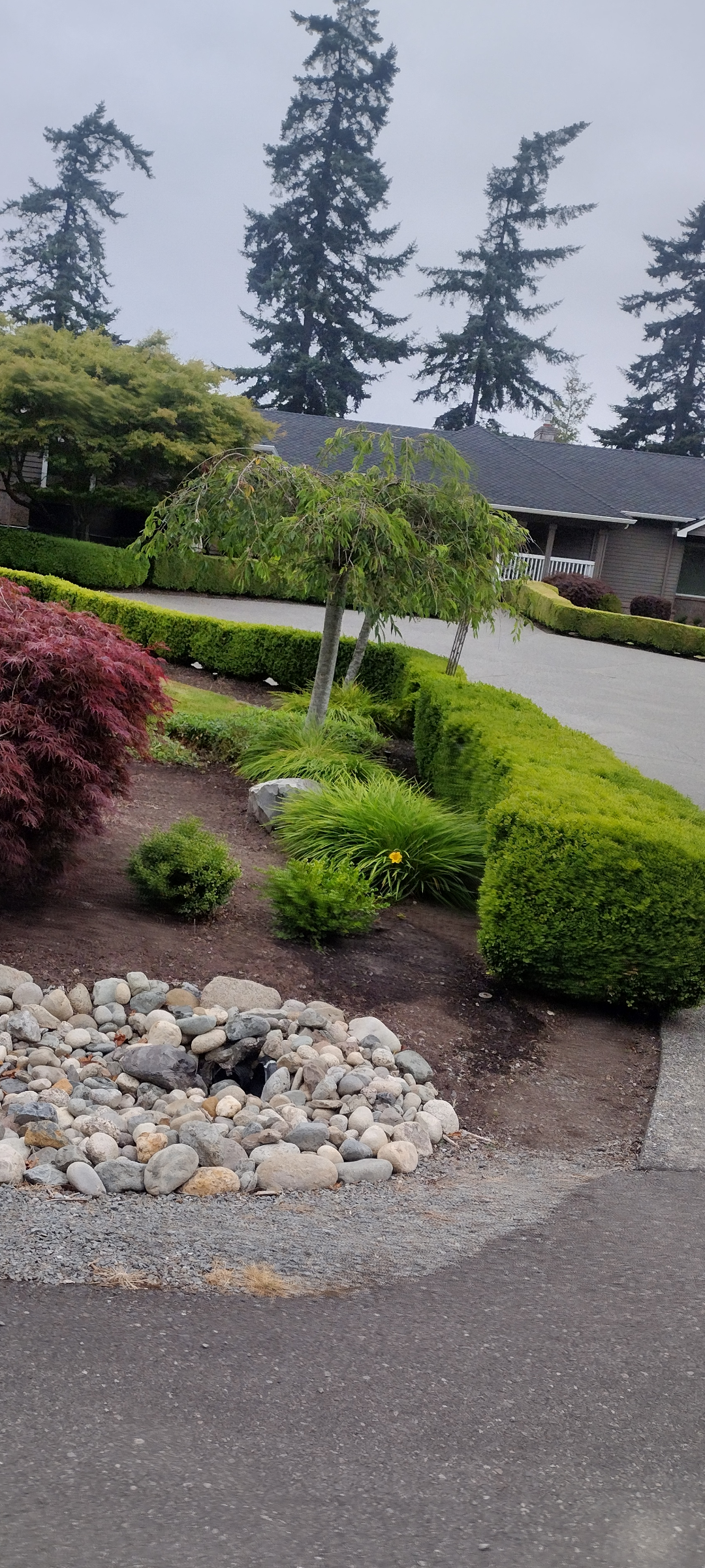 Manicured front garden with shaped hedges and Japanese maple