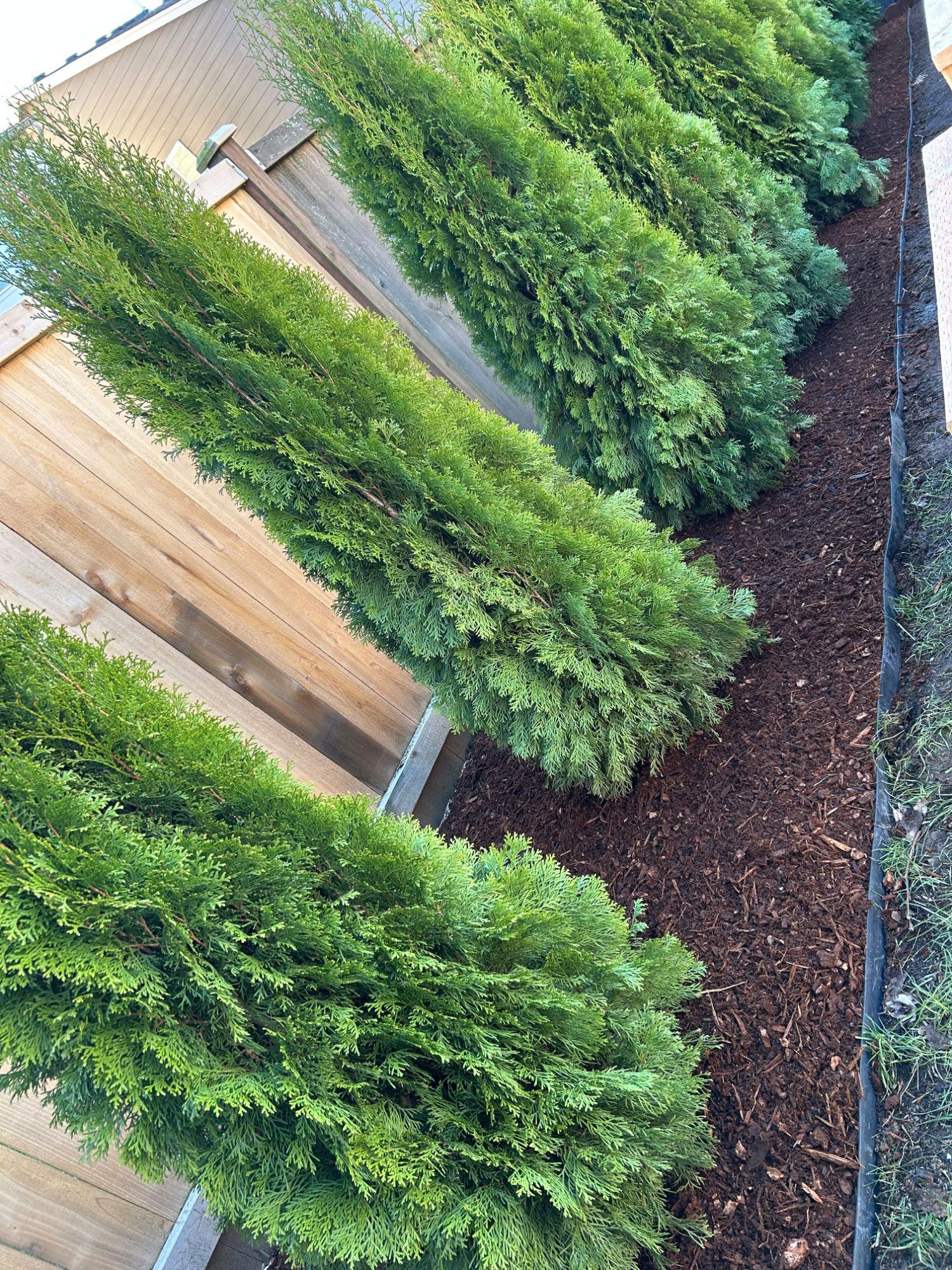 Insights from V&T Landscaping Services